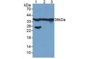 Figure. (GAPDH anticorps  (AA 154-324))