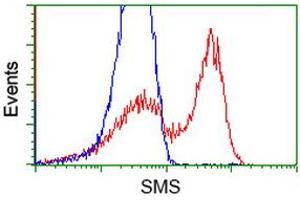 HEK293T cells transfected with either RC200619 overexpress plasmid (Red) or empty vector control plasmid (Blue) were immunostained by anti-SMS antibody (ABIN2454716), and then analyzed by flow cytometry. (SMS anticorps)