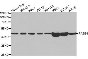 Western blot analysis of extracts of various cell lines, using PA2G4 antibody. (PA2G4 anticorps)