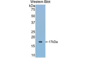 Western Blotting (WB) image for anti-Glutaredoxin 3 (GLRX3) (AA 144-234) antibody (ABIN1859028) (GLRX3 anticorps  (AA 144-234))