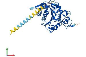 AlphaFold protein structure predicition of Mouse Recombinant Mfng Protein, UniprotID O09008