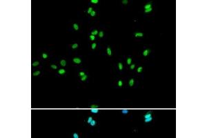 Immunofluorescence analysis of A549 cells using NR5A2 Polyclonal Antibody (NR5A2 + LRH1 anticorps)