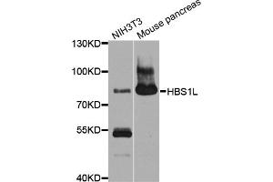 Western blot analysis of extracts of various cell lines, using HBS1L antibody (ABIN4903873) at 1:1000 dilution. (HBS1L anticorps)