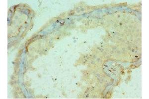 Immunohistochemistry of paraffin-embedded human testis tissue using ABIN7150150at dilution of 1:100