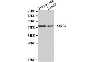 Western blot analysis of extracts of mouse brain and HepG2 cell lines, using SIRT3 antibody. (SIRT3 anticorps)