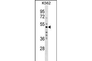 MKRN2 Antibody (N-term) (ABIN1539600 and ABIN2848829) western blot analysis in K562 cell line lysates (35 μg/lane). (MKRN2 anticorps  (N-Term))