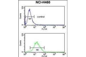 CCNB1IP1 Antibody (C-term) (ABIN653349 and ABIN2842829) flow cytometry analysis of NCI- cells (bottom histogram) compared to a negative control cell (top histogram).
