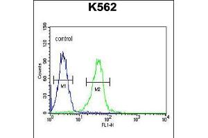 Flow cytometric analysis of K562 cells (right histogram) compared to a negative control cell (left histogram). (KCNJ6 anticorps  (AA 26-55))