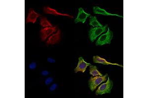ABIN7093128 and ABIN7098914 staining Hela cells by IF/ICC. (kappa Light Chain anticorps)