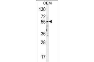 5HT3E Antibody (Center) (ABIN654485 and ABIN2844220) western blot analysis in CEM cell line lysates (35 μg/lane). (HTR3E anticorps  (AA 126-154))