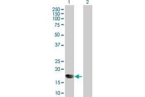 Western Blot analysis of IFNA6 expression in transfected 293T cell line by IFNA6 MaxPab polyclonal antibody.