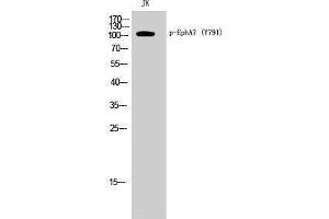 Western Blotting (WB) image for anti-EPH Receptor A7 (EPHA7) (pTyr791) antibody (ABIN3173153) (EPH Receptor A7 anticorps  (pTyr791))