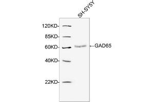 Western blot analysis of cell lysates using 2 µg/mL Rabbit Anti-GAD65 Polyclonal Antibody (ABIN398998) The signal was developed with IRDyeTM 800 Conjugated Goat Anti-Rabbit IgG. (GAD65 anticorps  (N-Term))