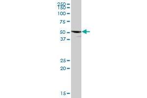P2RX5 MaxPab polyclonal antibody.