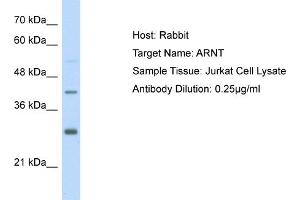 Host: Rabbit Target Name: ARNT Sample Type: Jurkat Whole cell lysates Antibody Dilution: 1. (ARNT anticorps  (Middle Region))