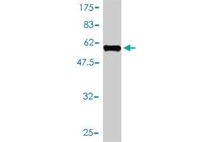 Western Blot detection against Immunogen (57.