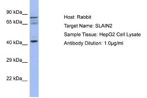 Host: Rabbit Target Name: SLAIN2 Sample Type: HepG2 Whole cell lysates Antibody Dilution: 1. (SLAIN2 anticorps  (C-Term))