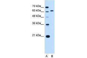 Lamin B2 antibody used at 0. (Lamin B2 anticorps  (N-Term))
