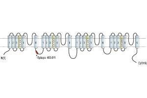 Representative domain view of the target of ABIN7581960.