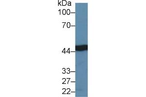Detection of IDH1 in Human Liver lysate using Polyclonal Antibody to Isocitrate Dehydrogenase 1, Soluble (IDH1) (IDH1 anticorps  (AA 74-333))