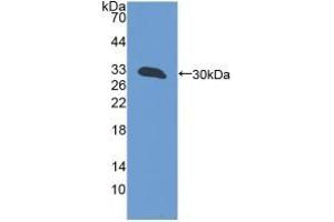 Detection of Recombinant GFM1, Mouse using Polyclonal Antibody to G-Elongation Factor, Mitochondrial 1 (GFM1) (GFM1 anticorps  (AA 511-751))