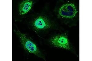 Immunofluorescence analysis of HeLa cells using MRPL42 mouse mAb (green). (MRPL42 anticorps  (AA 142-203))