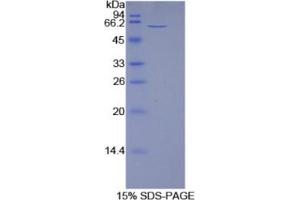 SDS-PAGE analysis of Rat 5'-Nucleotidase, Ecto Protein. (CD73 Protéine)