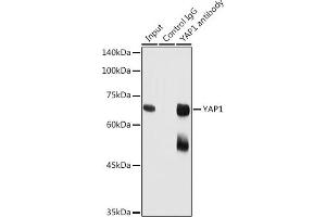 Immunoprecipitation analysis of 300 μg extracts of HeLa cells using 3 μg Y antibody (ABIN6132788, ABIN6150316, ABIN6150321 and ABIN6215135). (YAP1 anticorps  (AA 155-504))