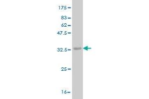 Western Blot detection against Immunogen (36.