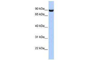 LRFN5 antibody used at 1 ug/ml to detect target protein. (LRFN5 anticorps  (Middle Region))