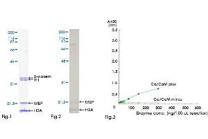 Kinase Activity Assay (KAA) image for Calcium/calmodulin-Dependent Protein Kinase II beta (CAMK2B) (AA 1-503) protein (GST tag) (ABIN1347929)