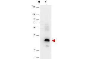 Western blot using  anti-Human MIP-3a antibody shows detection of a band ~26 kDa in size corresponding to recom-binant human MIP-3a (lane 1). (CCL20 anticorps)