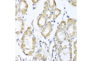 Immunohistochemistry of paraffin-embedded human stomach using KCND2 antibody at dilution of 1:100 (x40 lens). (KCND2 anticorps)