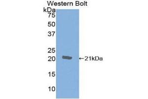 Western Blotting (WB) image for anti-Cytotoxic T-Lymphocyte-Associated Protein 4 (CTLA4) (AA 41-192) antibody (ABIN1858527) (CTLA4 anticorps  (AA 41-192))