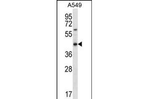 OR51S1 Antibody (C-term) (ABIN656251 and ABIN2845566) western blot analysis in A549 cell line lysates (35 μg/lane). (OR51S1 anticorps  (C-Term))