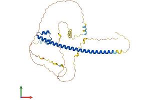AlphaFold protein structure predicition of Mouse Recombinant Mafb Protein, UniprotID P54841
