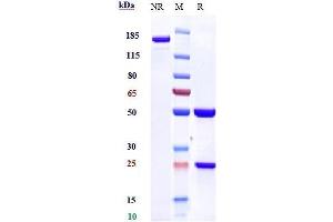 Anti-PDCD1 / PD-1 / CD279 Reference Antibody (nivolumab) on SDS-PAGE under reducing (R) condition. (Recombinant PDCD1 (Nivolumab Biosimilar) anticorps)