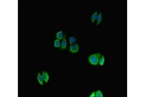 Immunofluorescent analysis of HepG2 cells using ABIN7161789 at dilution of 1: 100 and Alexa Fluor 488-congugated AffiniPure Goat Anti-Rabbit IgG(H+L)