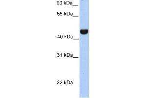 RTN4 antibody used at 1 ug/ml to detect target protein.