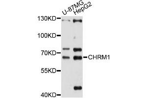 Western blot analysis of extracts of various cell lines, using CHRM1 antibody (ABIN5997442) at 1/1000 dilution. (CHRM1 anticorps)