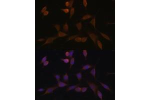 Immunofluorescence analysis of NIH-3T3 cells using NDUF Polyclonal Antibody (ABIN7268804) at dilution of 1:100 (40x lens). (NDUFA5 anticorps  (AA 1-116))