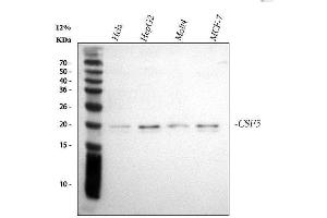 Western blot analysis of G-CSF/CSF3 using anti-G-CSF/CSF3 antibody (ABIN3042762). (G-CSF anticorps  (AA 38-207))