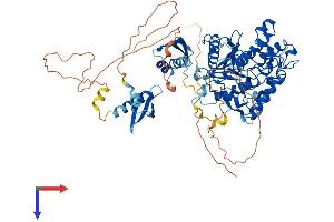 AlphaFold protein structure predicition of Human Recombinant ADARB1 Protein, UniprotID P78563