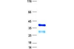 Validation with Western Blot
