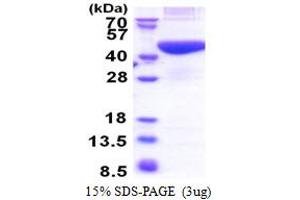 SDS-PAGE (SDS) image for phosphoribosyl Pyrophosphate Synthetase-Associated Protein 2 (PRPSAP2) (AA 1-369) protein (His tag) (ABIN5853417) (PRPSAP2 Protein (AA 1-369) (His tag))