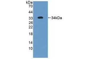 Detection of Recombinant FLNa, Human using Polyclonal Antibody to Filamin A Alpha (FLNa) (Filamin A anticorps  (AA 2-274))