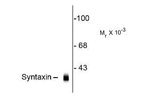 Western blot of Anti-Syntaxin (Mouse) Antibody - 200-301-E40 Western Blot of Mouse anti-Syntaxin antibody. (Syntaxin anticorps)