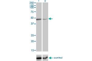 Western blot analysis of TNFRSF19L over-expressed 293 cell line, cotransfected with TNFRSF19L Validated Chimera RNAi (Lane 2) or non-transfected control (Lane 1). (RELT anticorps  (AA 26-124))