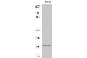 Western Blotting (WB) image for anti-Heat Shock 27kDa Protein 1 (HSPB1) (pSer82) antibody (ABIN3182035) (HSP27 anticorps  (pSer82))