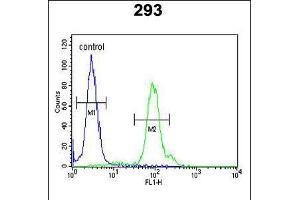 Flow cytometric analysis of 293 cells (right histogram) compared to a negative control cell (left histogram). (KLC2 anticorps  (C-Term))